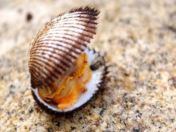 Mơ thấy con sò là điềm báo gì, mang đến những ý nghĩa gì?