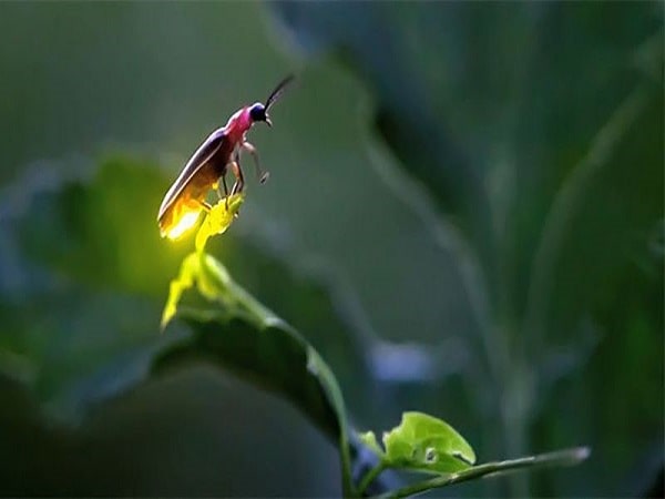 Lý giải điềm báo mơ thấy đom đóm mang đến ý nghĩa gì?