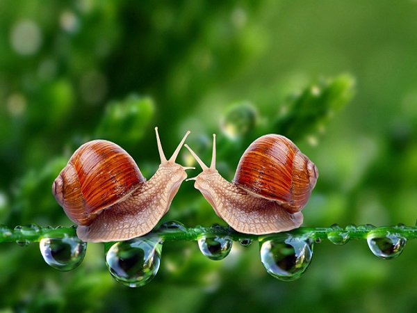 Nhìn thấy con ốc đánh con gì may mắn có điềm báo gì