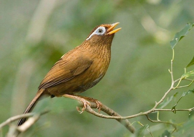 Đi đường thấy chim họa mi Đi đường thấy chim họa mi