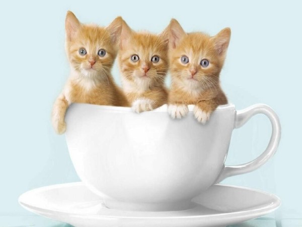 Nằm mơ thấy 3 con mèo đen, vàng điềm báo tương lai là gì Nằm mơ thấy 3 con mèo đen, vàng điềm báo tương lai là gì