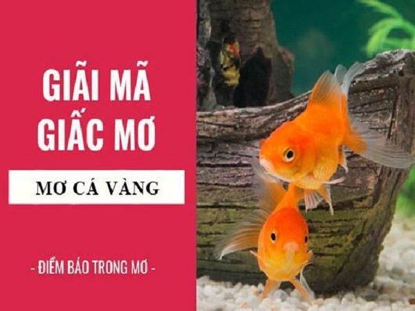 Mơ thấy cá vàng hên hay xui? Cẩn trọng hay đón vận may Mơ thấy cá vàng hên hay xui? Cẩn trọng hay đón vận may
