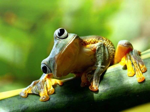 Sự thật bất ngờ nằm mơ thấy ếch là điềm gì ít ai biết Sự thật bất ngờ nằm mơ thấy ếch là điềm gì ít ai biết